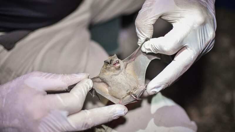 Importante descubrimiento: la Reserva de Ingeniero Maschwitz es un refugio esencial para la reproducción y conservación de murciélagos