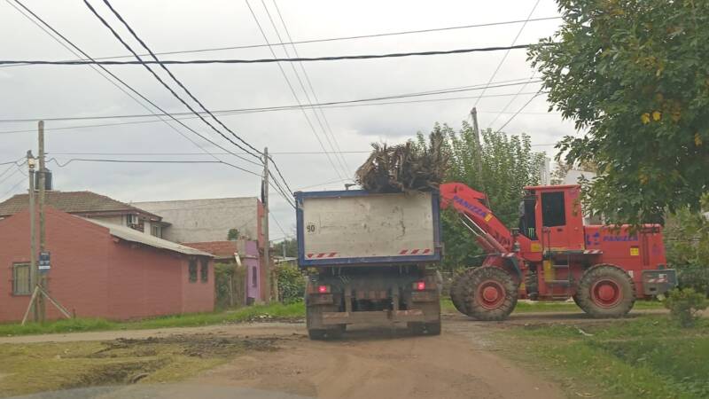 Escobar: Recolección de ramas