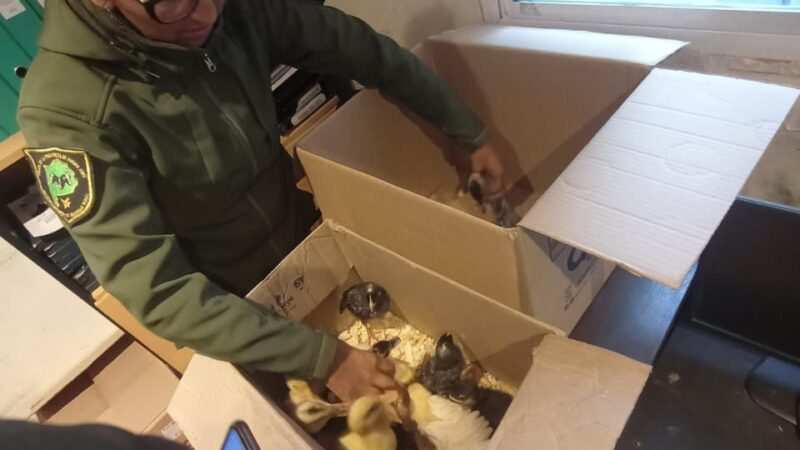 La Municipalidad de Escobar rescató patos y pollitos que eran comercializados de forma ilegal