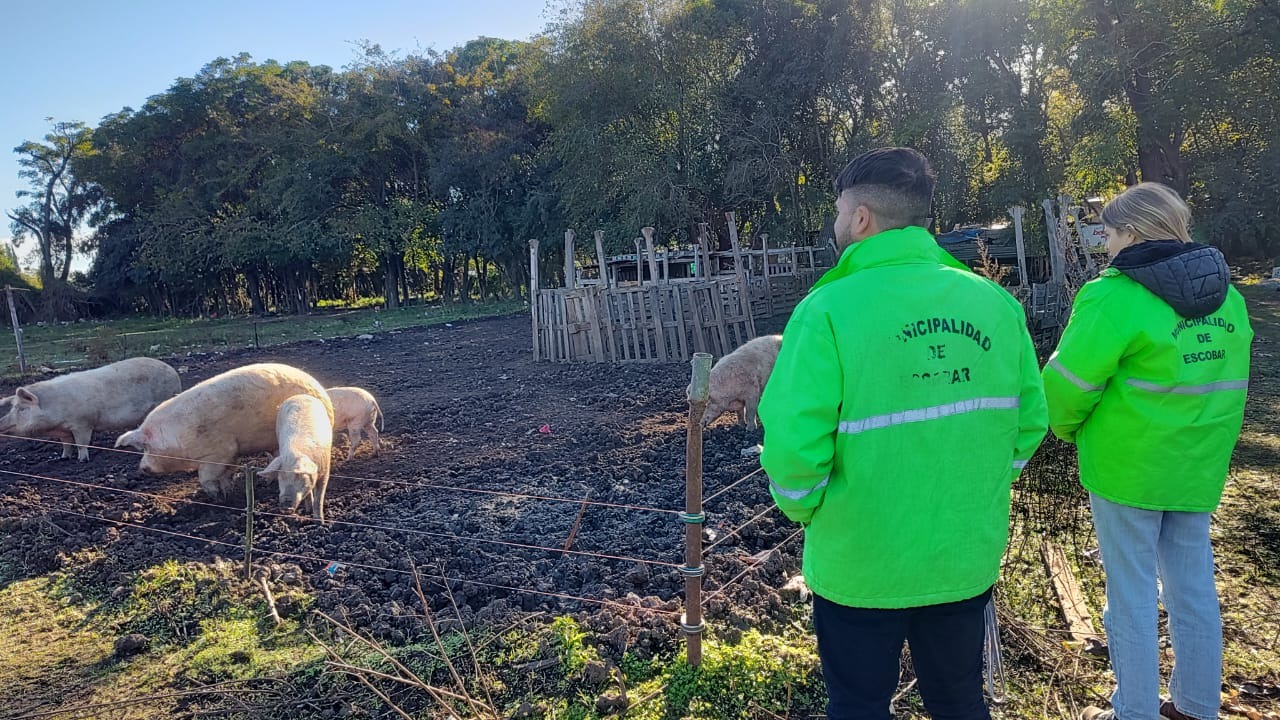 La Municipalidad de Escobar clausuró un criadero clandestino de cerdos en Matheu