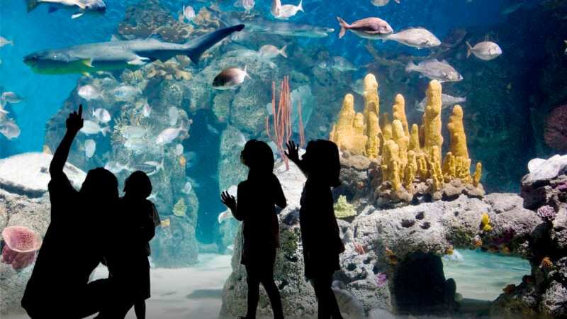 Durante los fines de semana XL de Junio conocé la vida en el agua en el Bioparque Temaikèn   