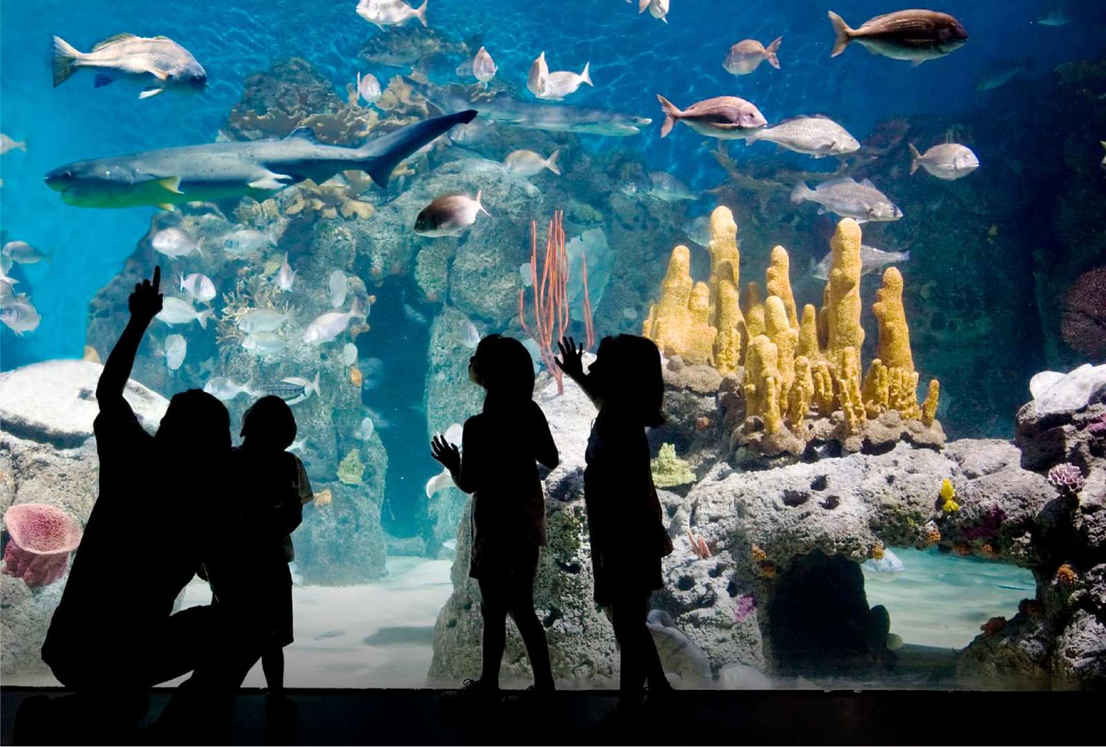 Durante los fines de semana XL de Junio conocé la vida en el agua en el Bioparque Temaikèn   