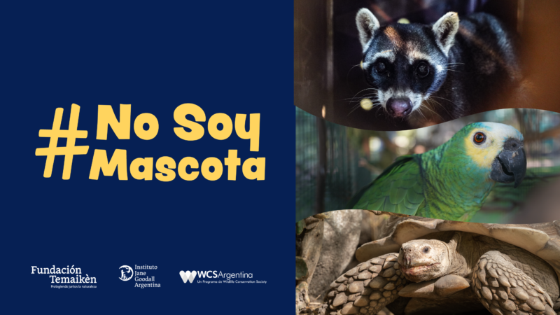 Vuelve #NoSoyMascota, la campaña de bien público que busca desalentar la demanda de fauna silvestre como animales domésticos