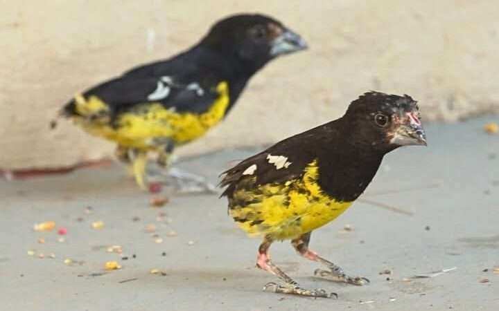 Temaikèn rescató 349 aves del tráfico ilegal en Zárate