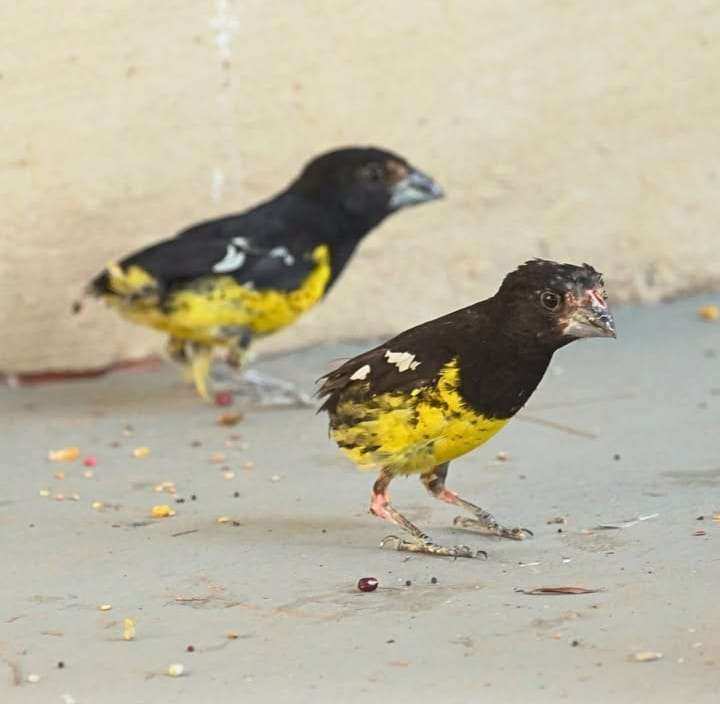 Temaikèn rescató 349 aves del tráfico ilegal en Zárate