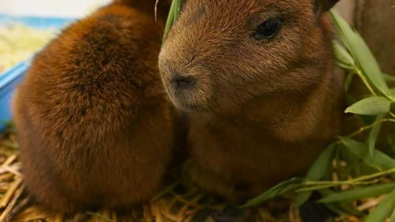 Coexistir o extinguir: historias reales que nos interpelan en el Día de la Biodiversidad