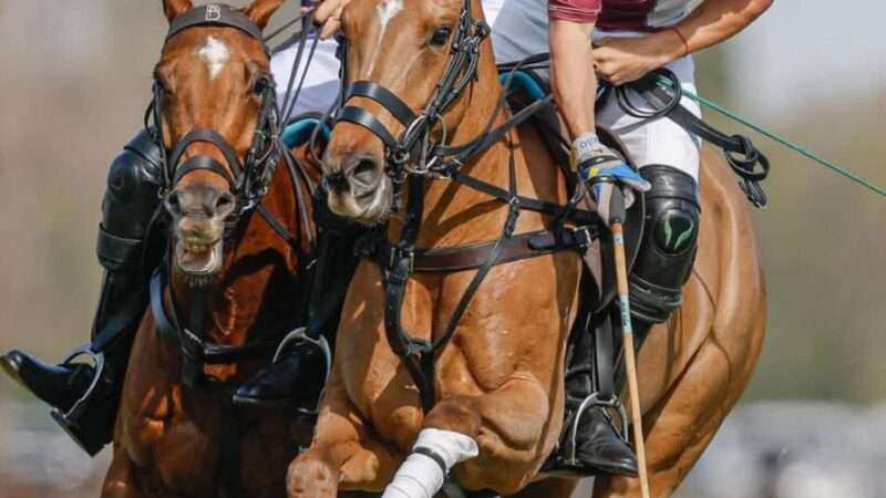 Contra todos los pronósticos, Scone y Pilot jugarán la final del Abierto del Jockey Club 2025