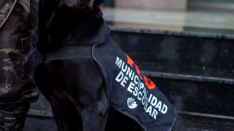 Murió Zeus, un perro ícono de la Brigada K-9 de la Policía Municipal 