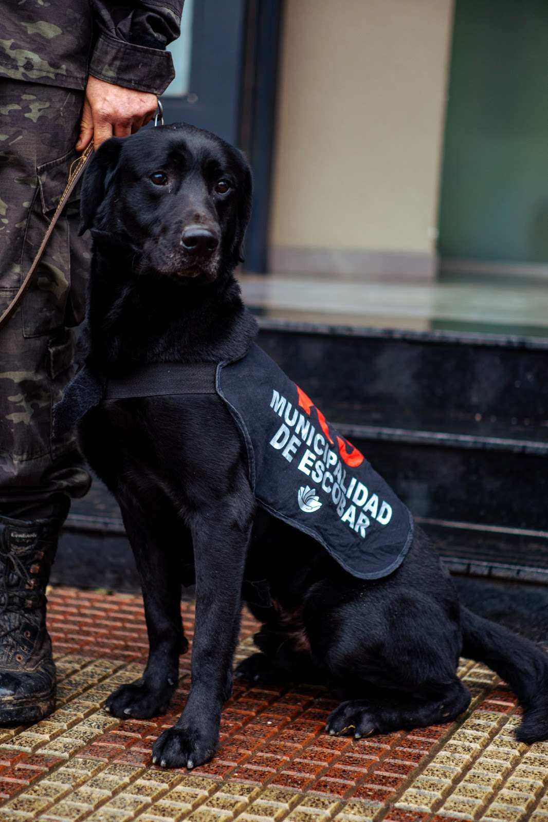 Murió Zeus, un perro ícono de la Brigada K-9 de la Policía Municipal 