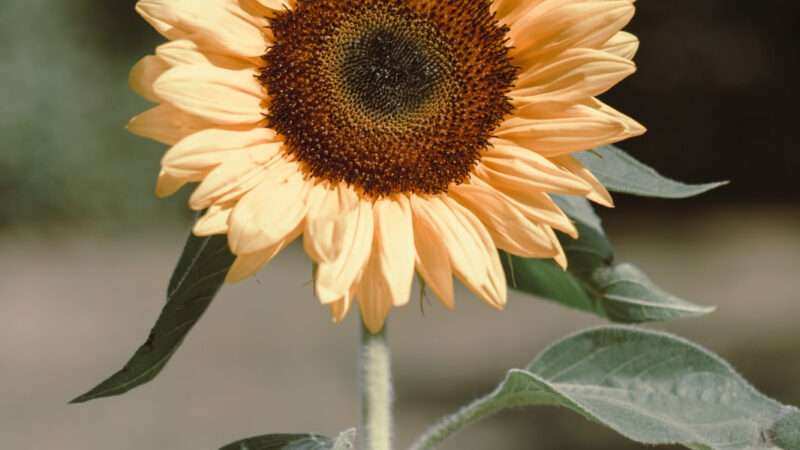 Fiesta Nacional de la Flor: los motivos de la elección del girasol como ícono del evento