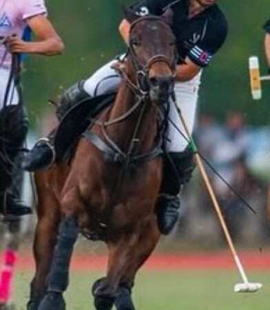 La Zeta Kazak, campeón de Oro del Metropolitano de Alto Handicap 2025