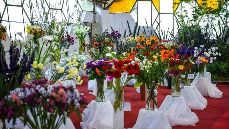 Fiesta Nacional de la Flor: “Viene gente de distintos lugares y se sorprende con la variedad casi interminable de productos”