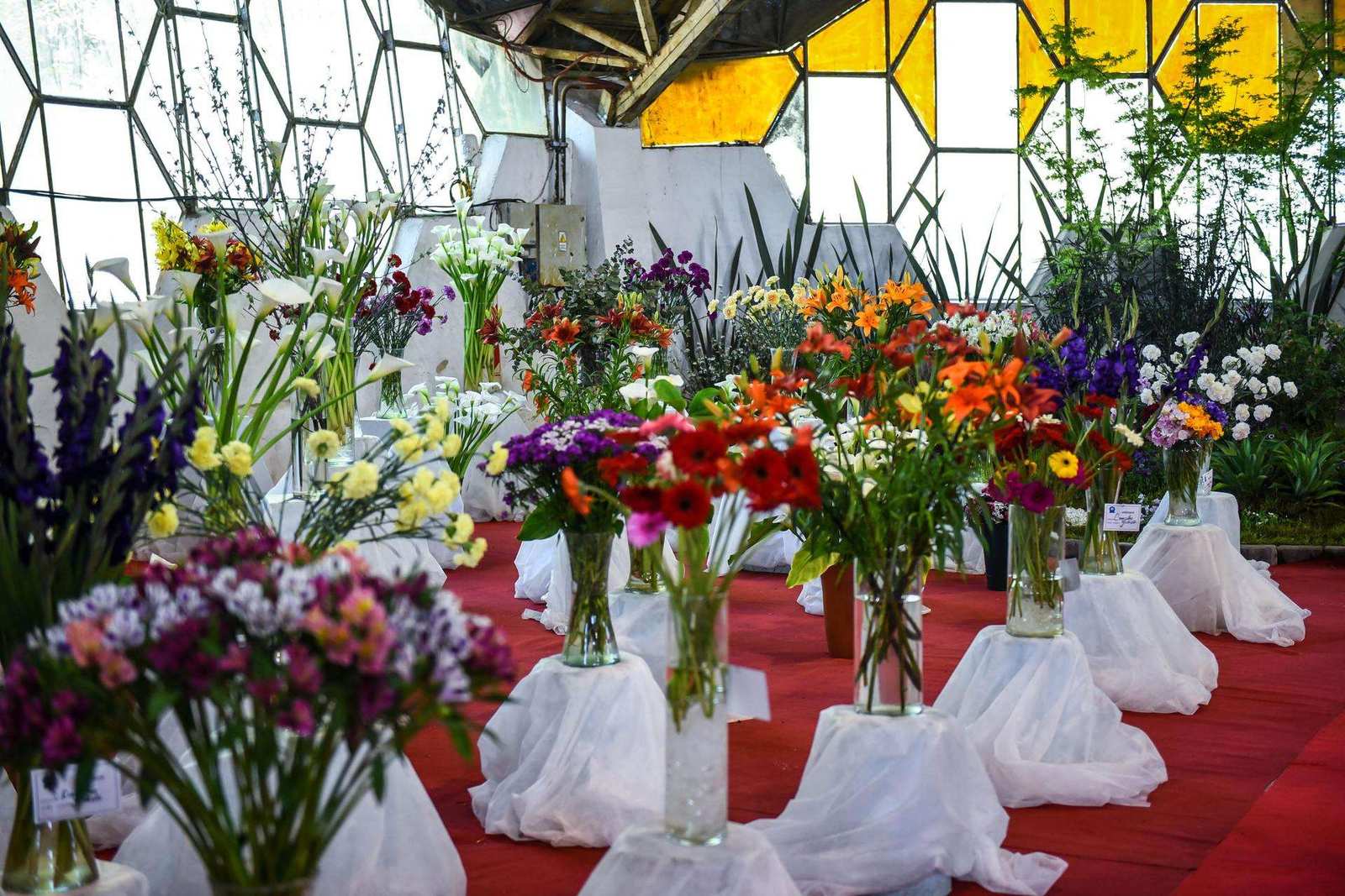Fiesta Nacional de la Flor: “Viene gente de distintos lugares y se sorprende con la variedad casi interminable de productos”
