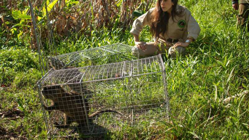 La Reserva Natural de Maschwitz suma biodiversidad con la llegada de coipos y comadrejas