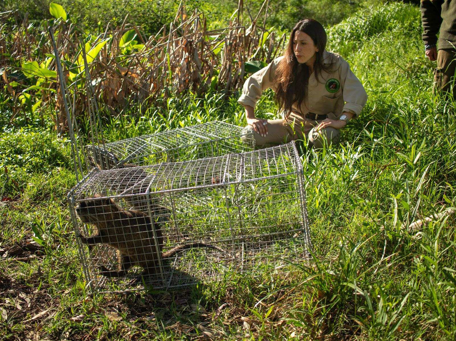 La Reserva Natural de Maschwitz suma biodiversidad con la llegada de coipos y comadrejas