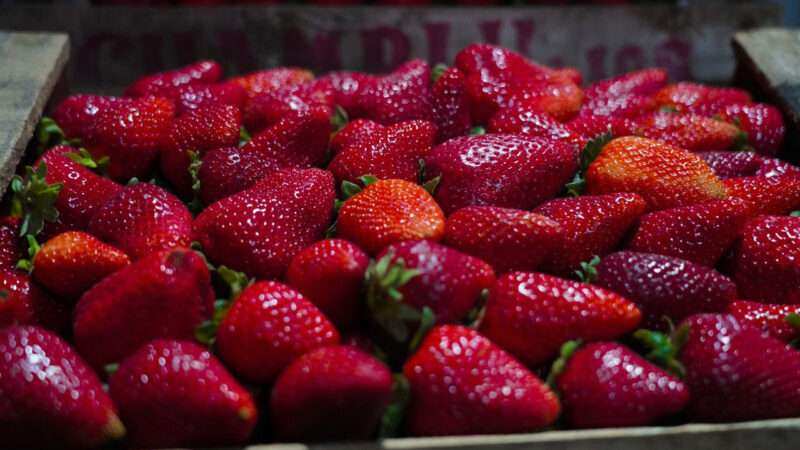 Llega a Escobar la Fiesta de la Frutilla