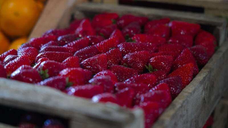 Finde en Escobar: la Fiesta de la Frutilla, JuveActiva y “Tattoo Fest & Wheels” son los eventos destacados