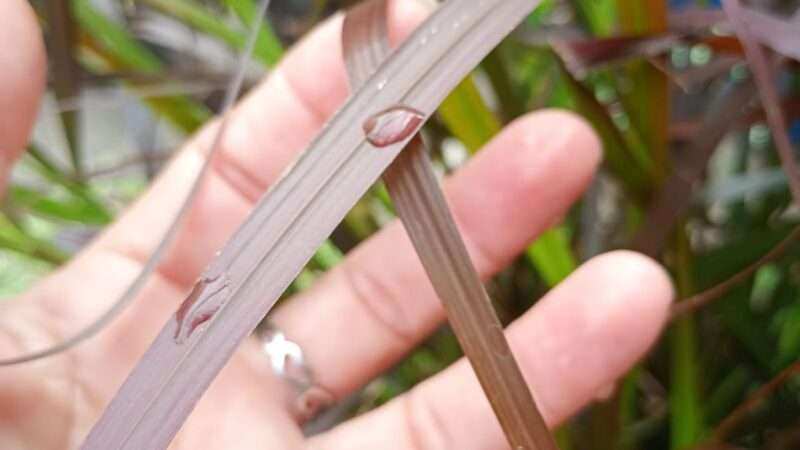 La gota está a punto de resbalar