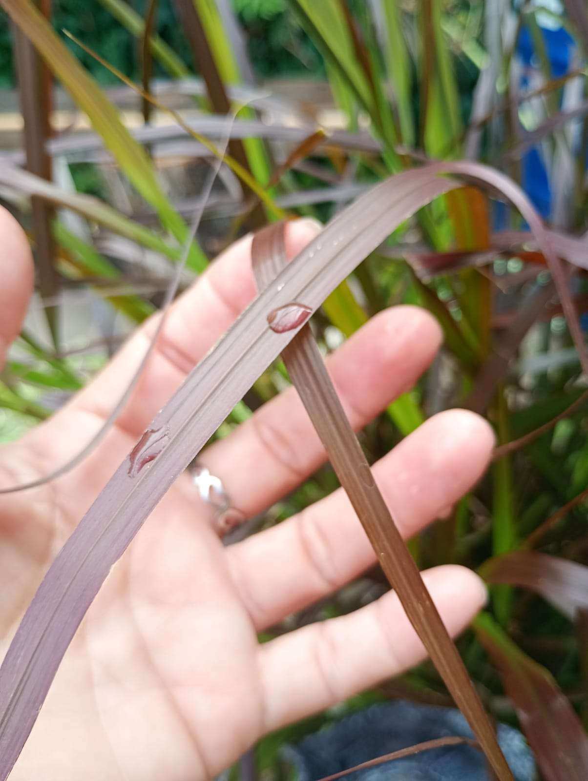 La gota está a punto de resbalar