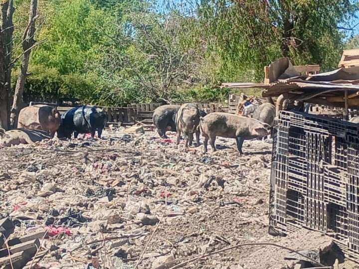 Zoonosis Escobar: rescataron 25 animales de un basural en el predio de la Ruta 26