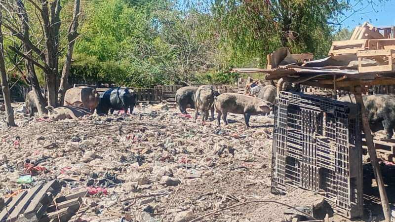 Zoonosis Escobar: rescataron 25 animales de un basural en el predio de la Ruta 26
