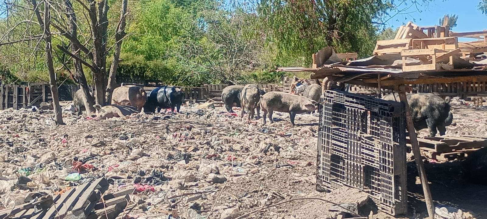 Zoonosis Escobar: rescataron 25 animales de un basural en el predio de la Ruta 26