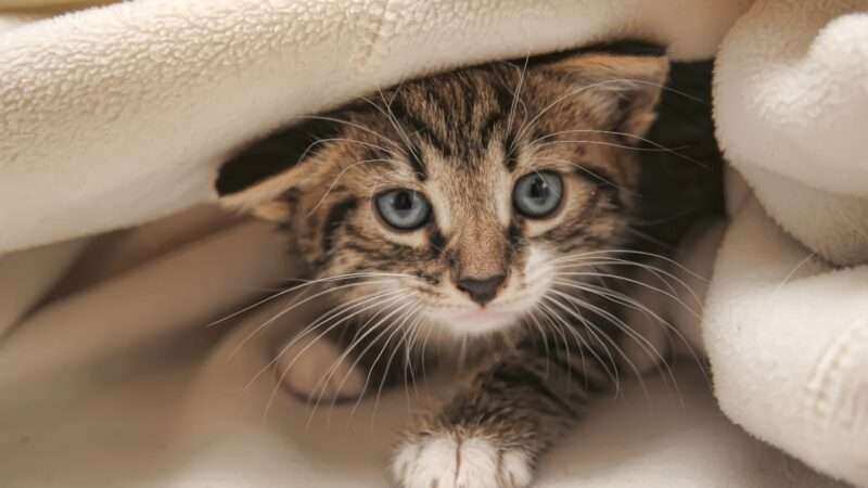 ¡A levantarse! (Poema para niños)