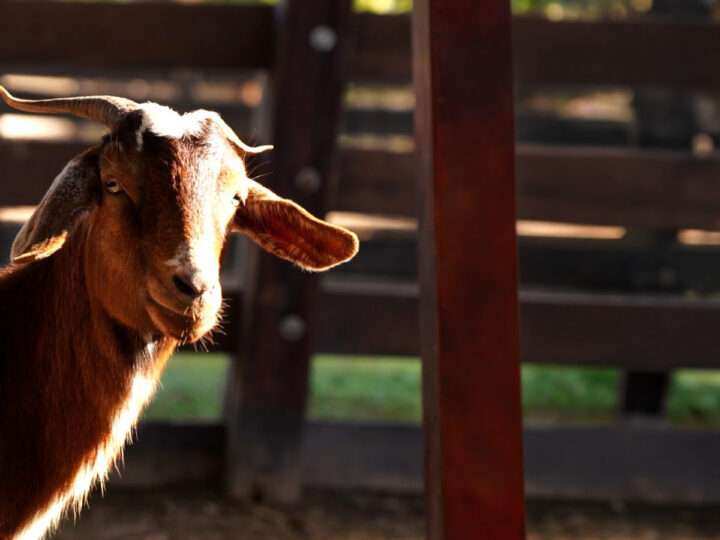 Predio Ruta 26: la Municipalidad rescató a más de 200 animales del megabasural clausurado