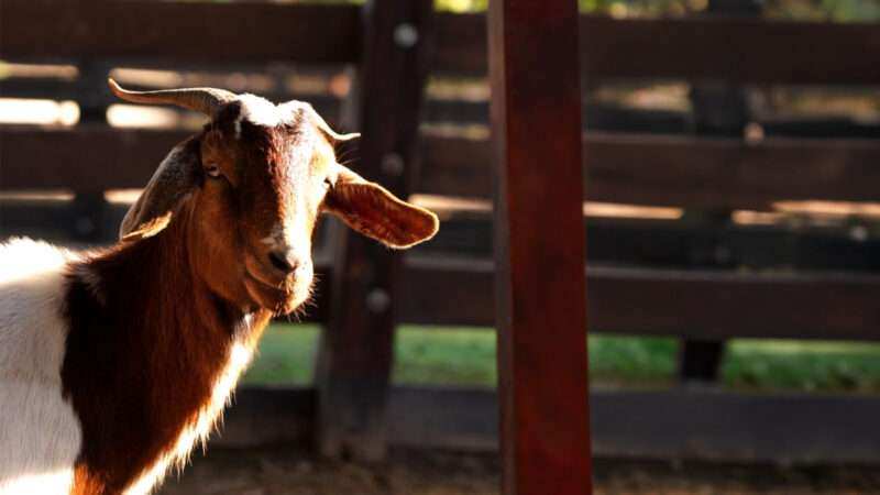 Predio Ruta 26: la Municipalidad rescató a más de 200 animales del megabasural clausurado