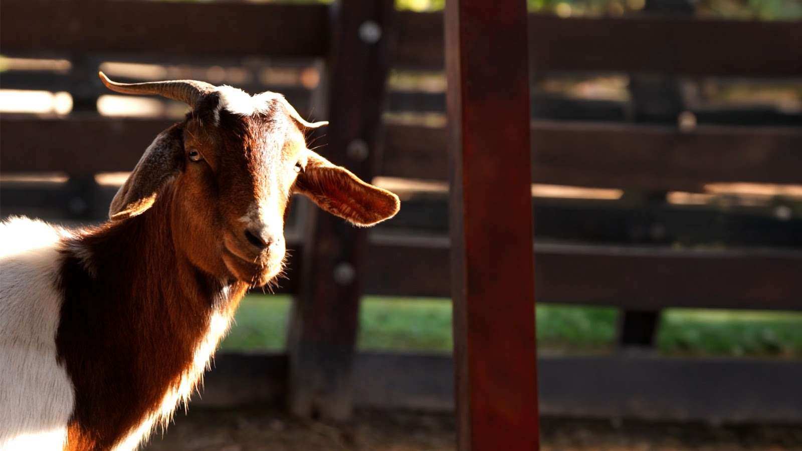 Predio Ruta 26: la Municipalidad rescató a más de 200 animales del megabasural clausurado