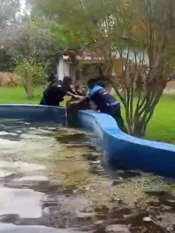 Rescate animal en El Cazador: salvaron a un perro que se estaba ahogando en una vivienda