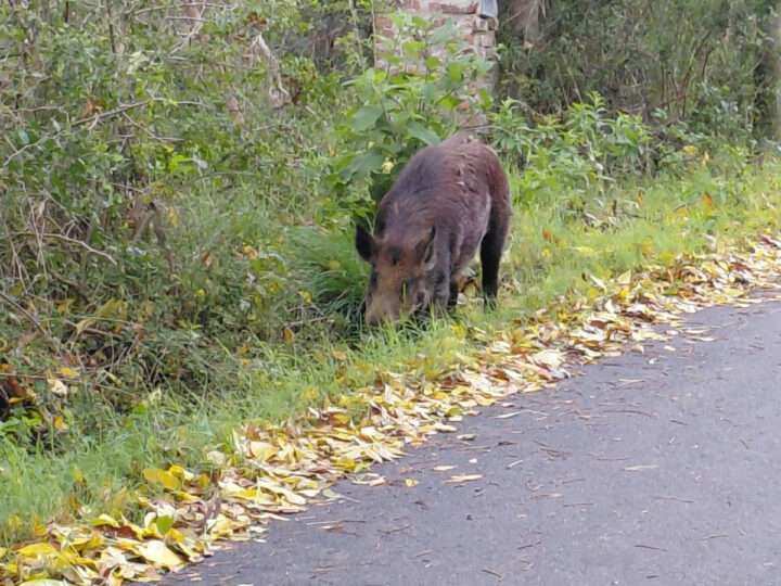El caso del jabalí visto en la zona de Zoonosis dispara el debate sobre el mascotismo