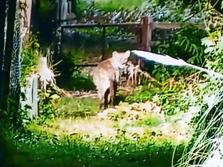 La Dirección de Flora y Fauna de Provincia activó un protocolo de prevención por el puma avistado en El Cazador
