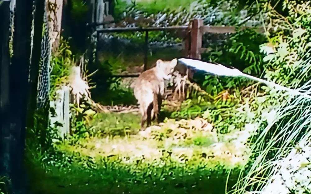 La Dirección de Flora y Fauna de Provincia activó un protocolo de prevención por el puma avistado en El Cazador