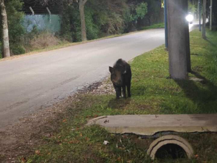 Apareció un jabalí cerca del Centro de Zoonosis: activación de protocolo y sospechas de mascotismo