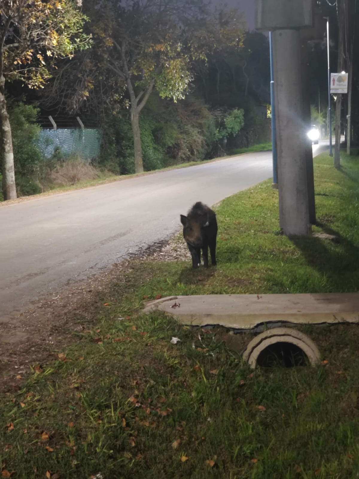 Apareció un jabalí cerca del Centro de Zoonosis: activación de protocolo y sospechas de mascotismo