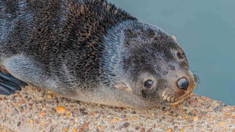 San Fernando rescató a dos lobos marinos en pocosdías, en conjunto con especialistas