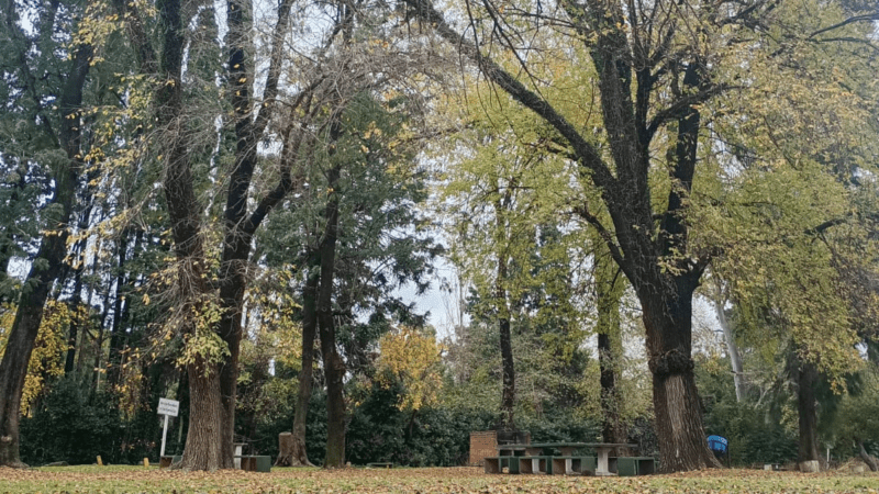 Caminante