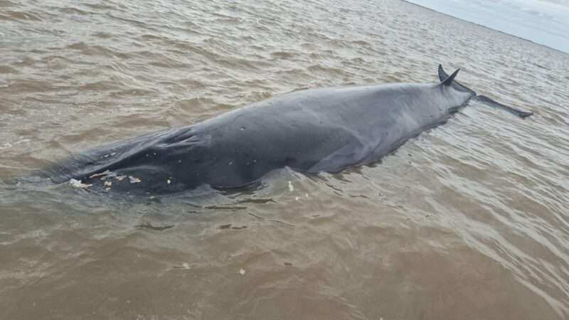 Operativo de rescate en el Río de la Plata: una ballena sei quedó varada frente a San Isidro