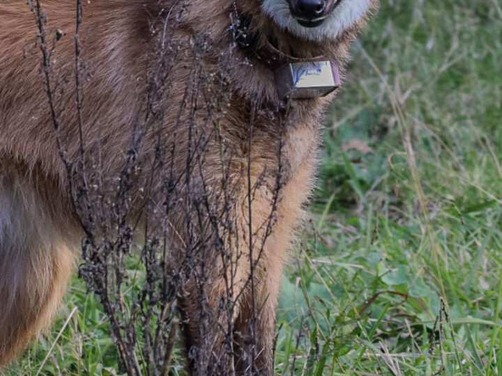 Iberá: liberan dos aguará guazú criados en Escobar y refuerzan la conservación de la especie
