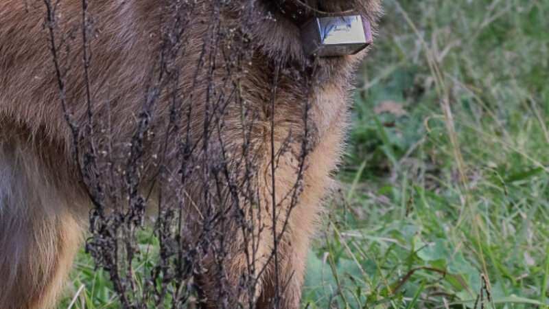 Iberá: liberan dos aguará guazú criados en Escobar y refuerzan la conservación de la especie