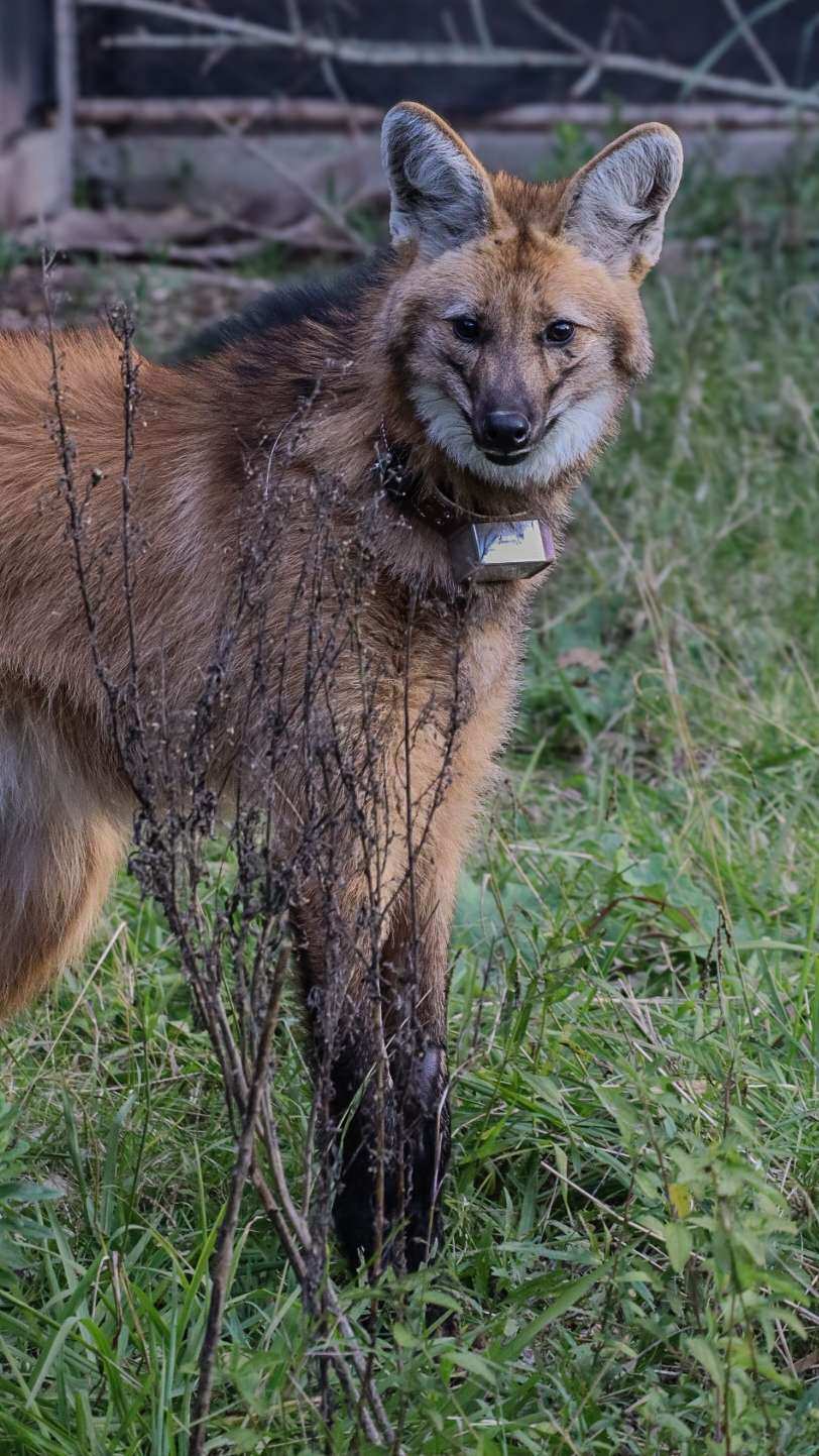 Iberá: liberan dos aguará guazú criados en Escobar y refuerzan la conservación de la especie