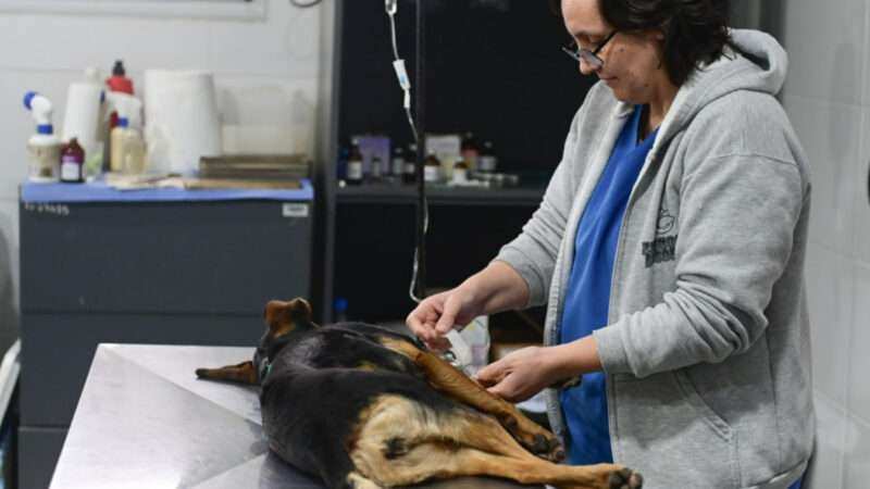 Zoonosis Escobar celebra nueve años con un hospital totalmente renovado