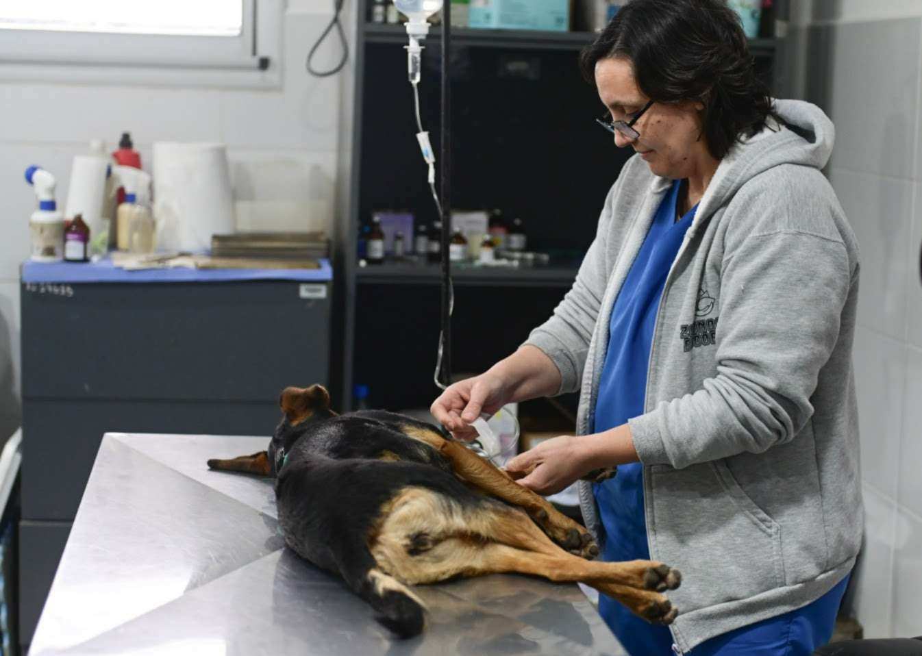 Zoonosis Escobar celebra nueve años con un hospital totalmente renovado