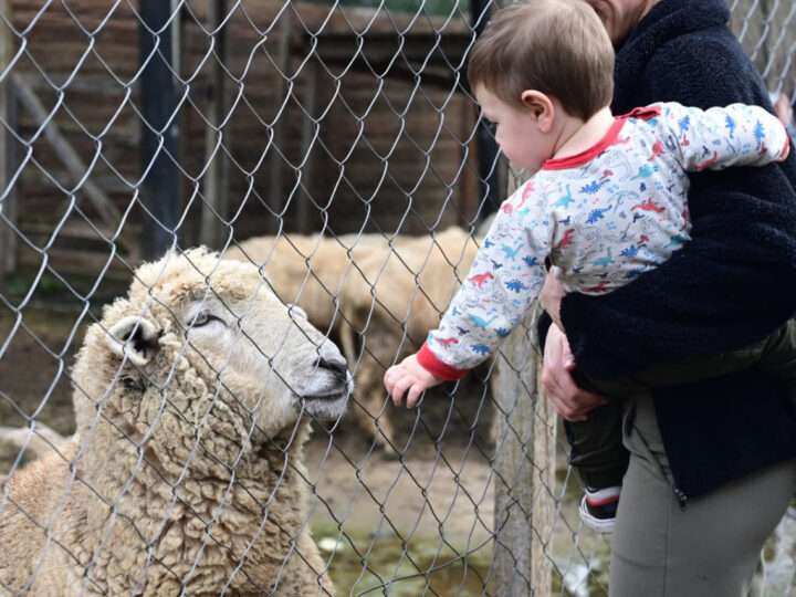 La Granja Educativa Don Benito celebró nueve años promoviendo el turismo, la educación y el bienestar animal