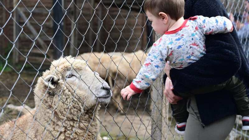 La Granja Educativa Don Benito celebró nueve años promoviendo el turismo, la educación y el bienestar animal