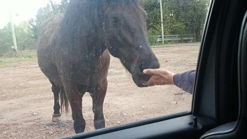 Cabalgata