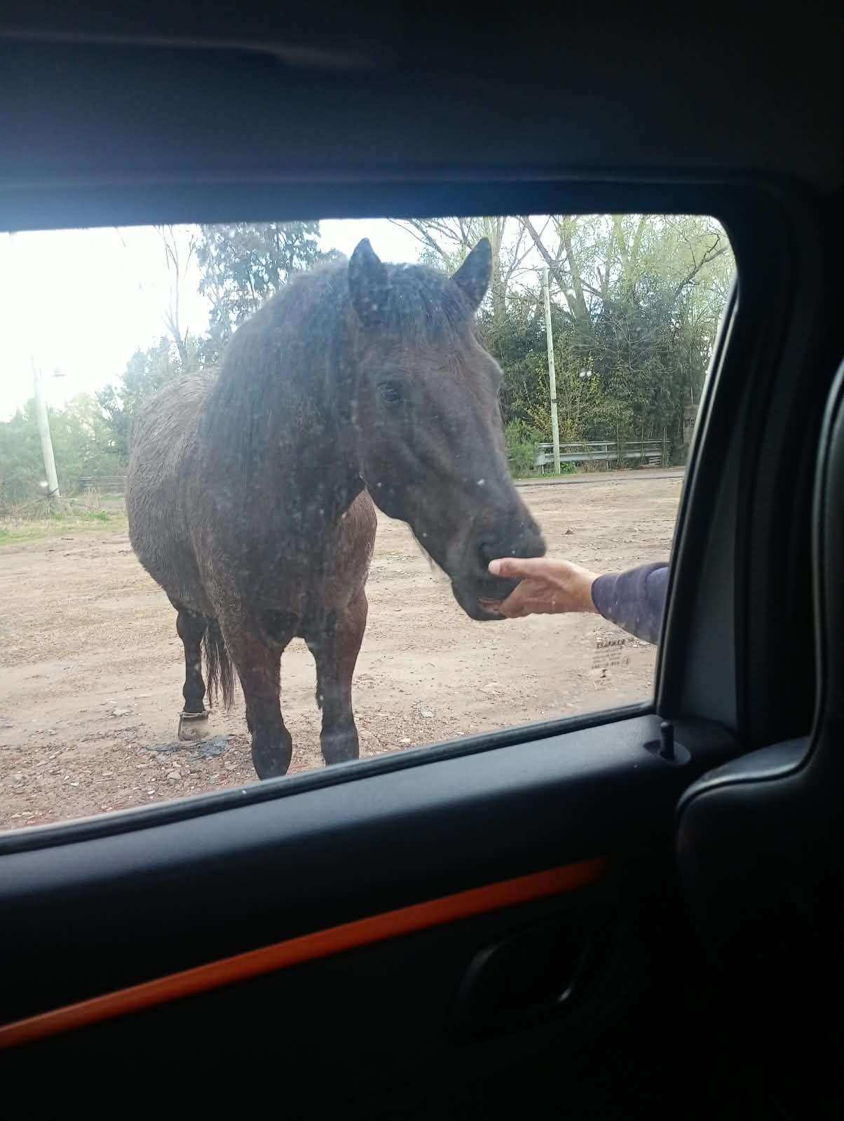 Cabalgata