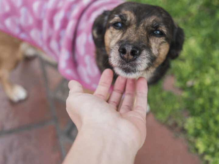 El Municipio de Escobar brindará una charla sobre cómo actuar ante situaciones de maltrato animal