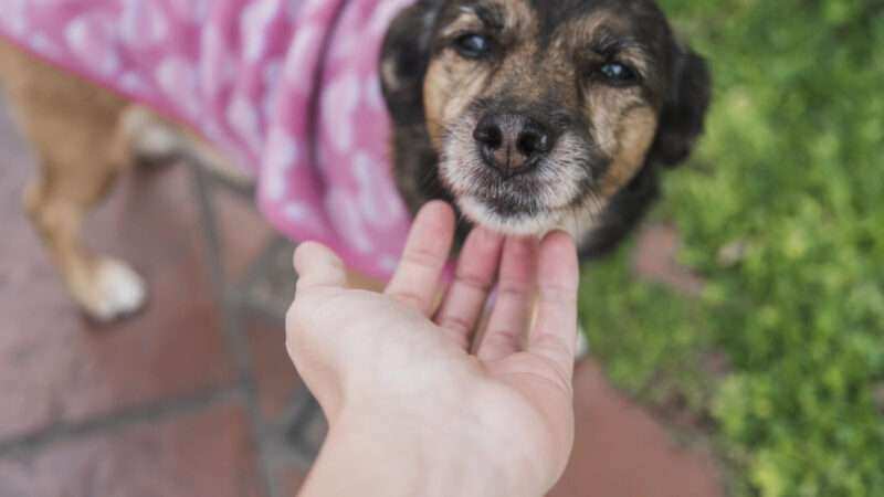El Municipio de Escobar brindará una charla sobre cómo actuar ante situaciones de maltrato animal